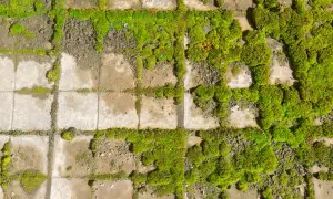 Muschio verde brillante cresce tra le fughe di un pavimento in sassi. Un esempio di come pulire i sassi dal muschio per un aspetto più curato.