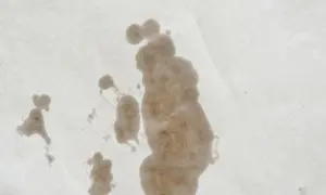 Macchie di olio su carta, un esempio visivo per capire come togliere le macchie di olio.