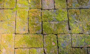 Pavimentazione in mattoni ricoperta di muschio verde. Un rimedio naturale con bicarbonato contro muschio potrebbe ridare vita a questo percorso.