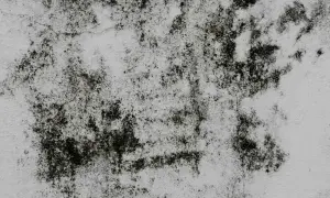 Macchie scure di muffa su una parete bianca, un problema comune per chi cerca come togliere la muffa dal marmo.