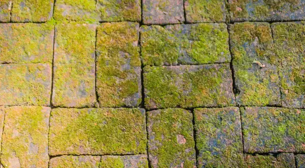 Pavimentazione in mattoni ricoperta di muschio verde. Un rimedio naturale con bicarbonato contro muschio potrebbe ridare vita a questo percorso.
