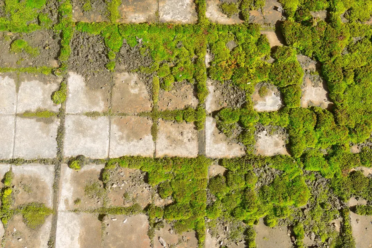 Muschio verde brillante cresce tra le fughe di un pavimento in sassi. Un esempio di come pulire i sassi dal muschio per un aspetto più curato.