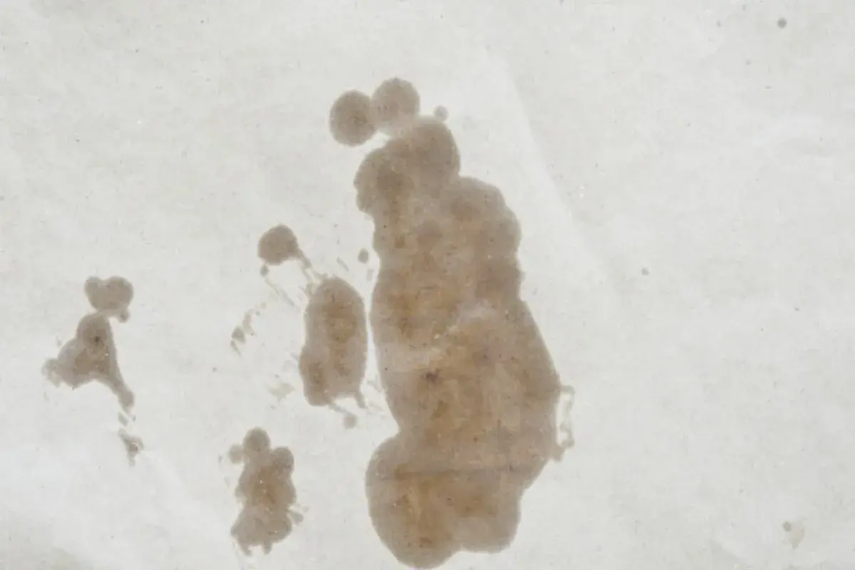 Macchie di olio su carta, un esempio visivo per capire come togliere le macchie di olio.