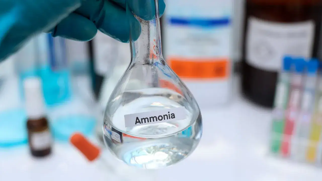 Un guanto blu tiene un pallone con ammoniaca, un composto chimico versatile usato in molti processi industriali e di laboratorio.