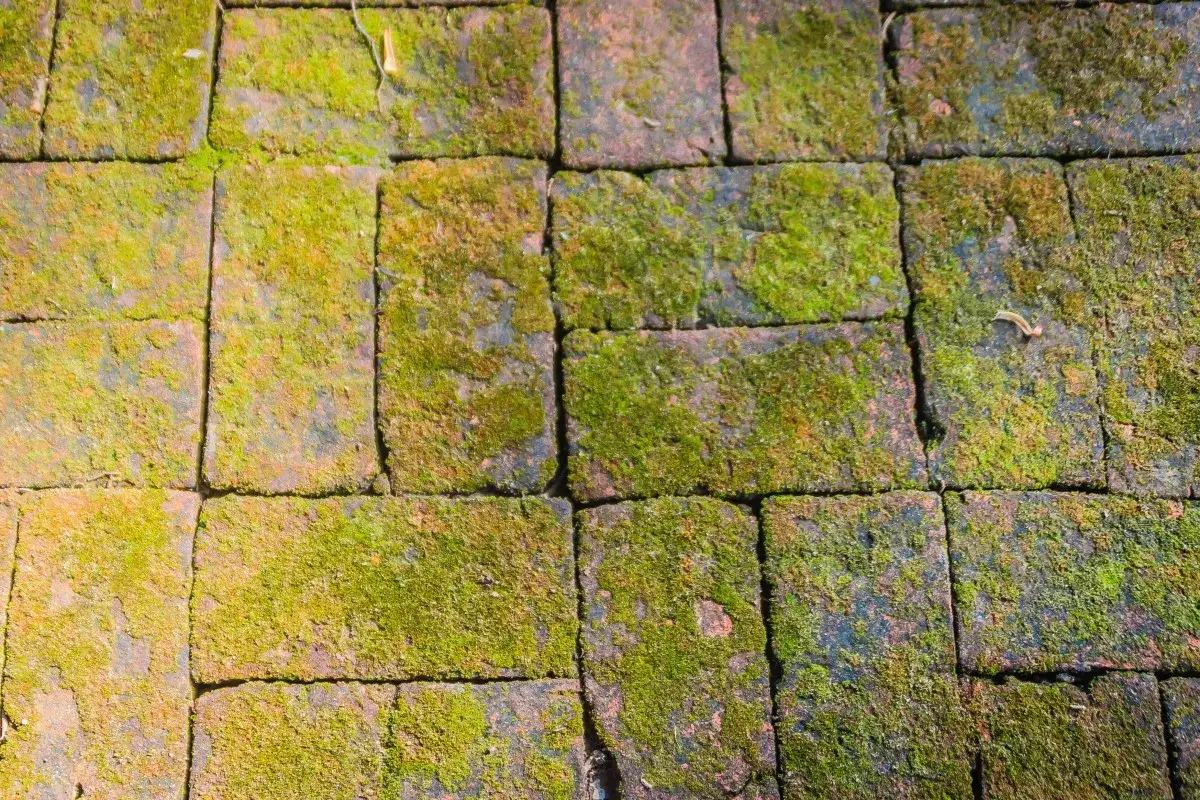 Mattoni coperti di muschio verde e umido, pronti per essere puliti. Un'idea per eliminare muschio con candeggina.