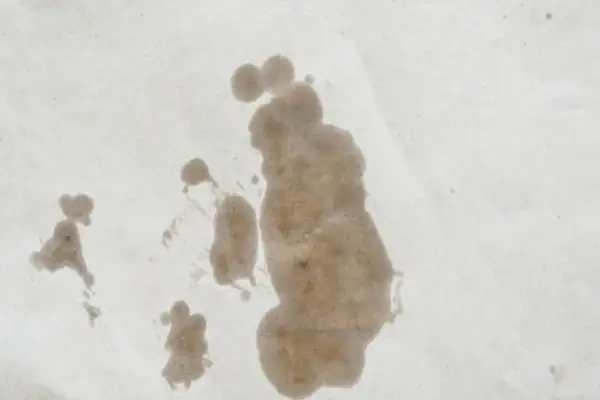 Macchie di olio su carta, un esempio visivo per capire come togliere le macchie di olio.